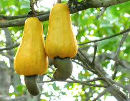 Cashew Shell